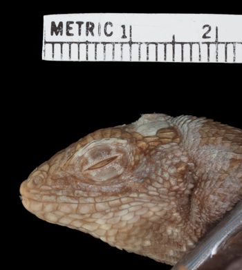 Media type: image;   Herpetology R-169007 Aspect: head lateral